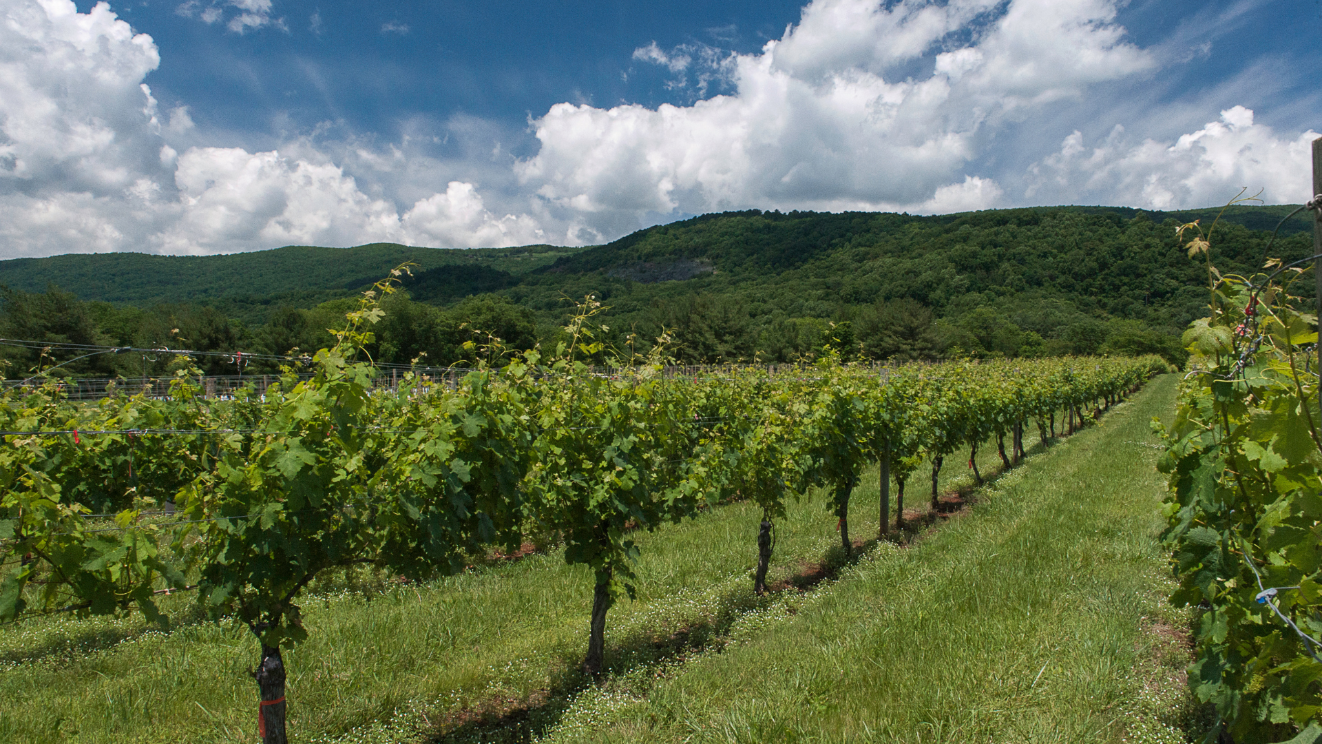 Roadtrip: East Coast Wineries