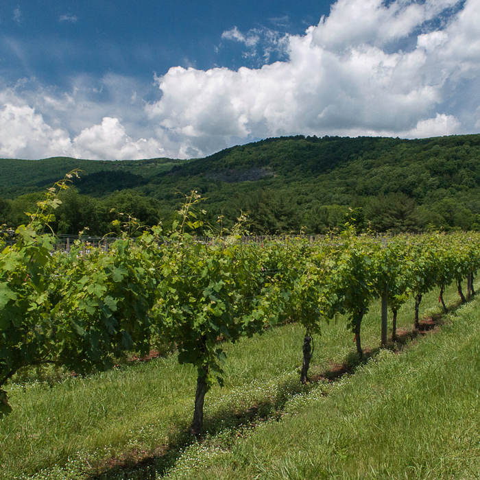 Roadtrip: East Coast Wineries