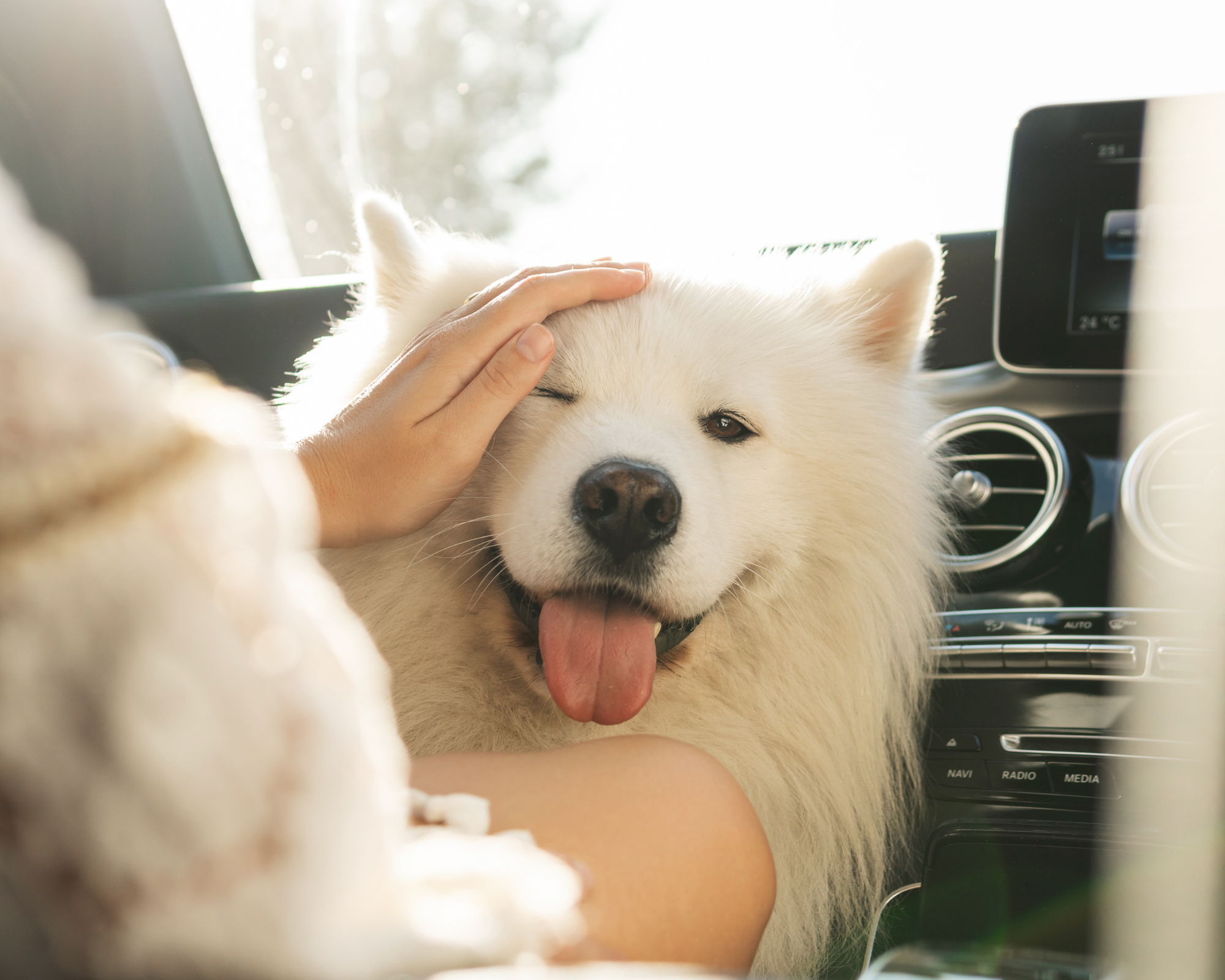 A Guide to Road-Tripping with Pups