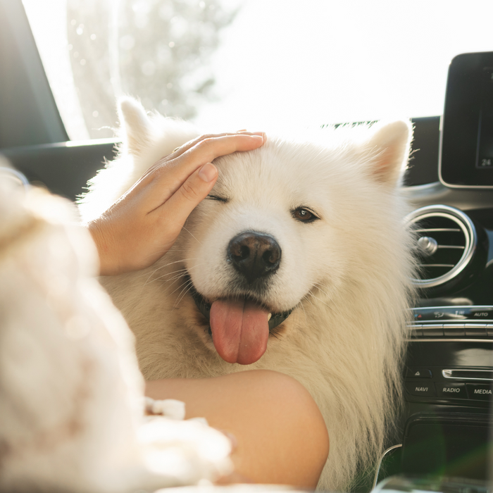 A Guide to Road-Tripping with Pups