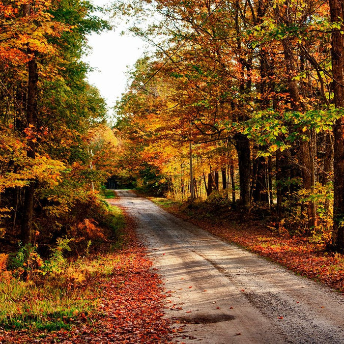 Best Places for Fall Foliage Viewing in Aroostook County, Maine
