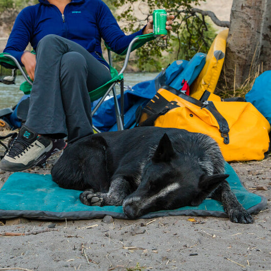 Tips for Camping with Pets