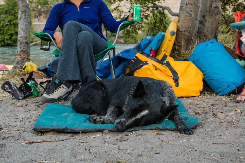 Tips for Camping with Pets