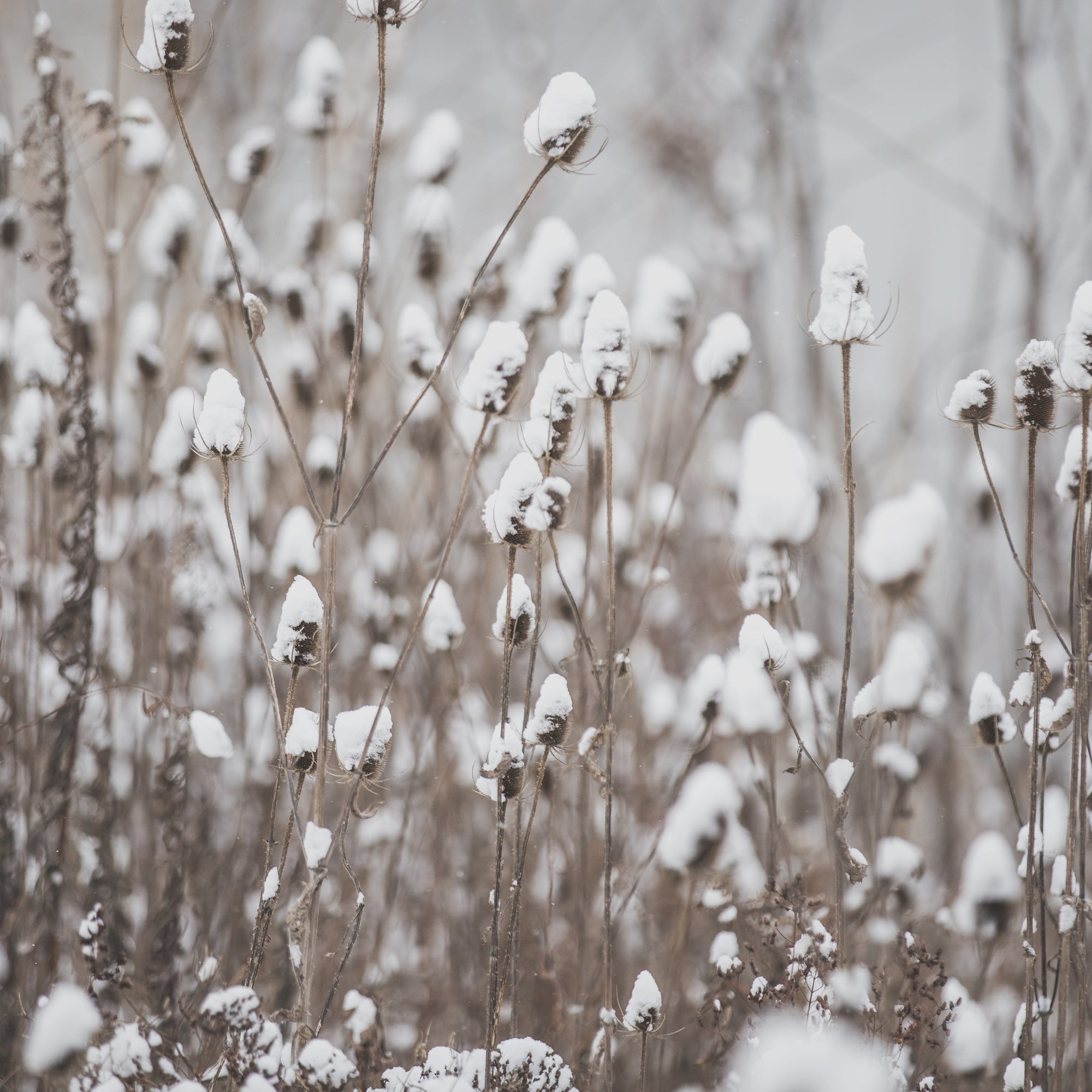 Dried winter flowers
