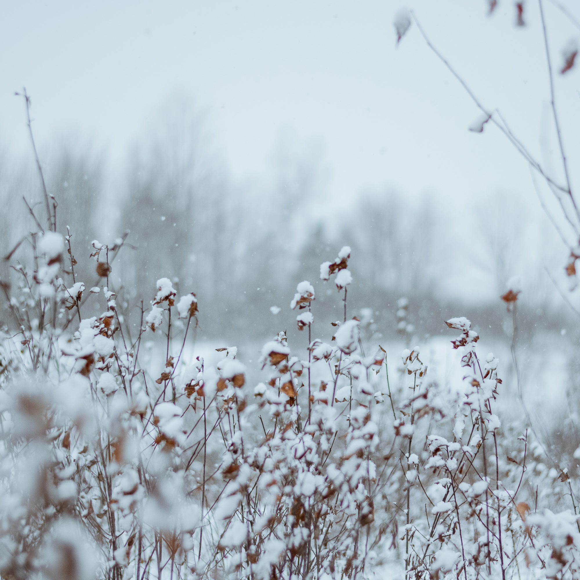 snow covered plants