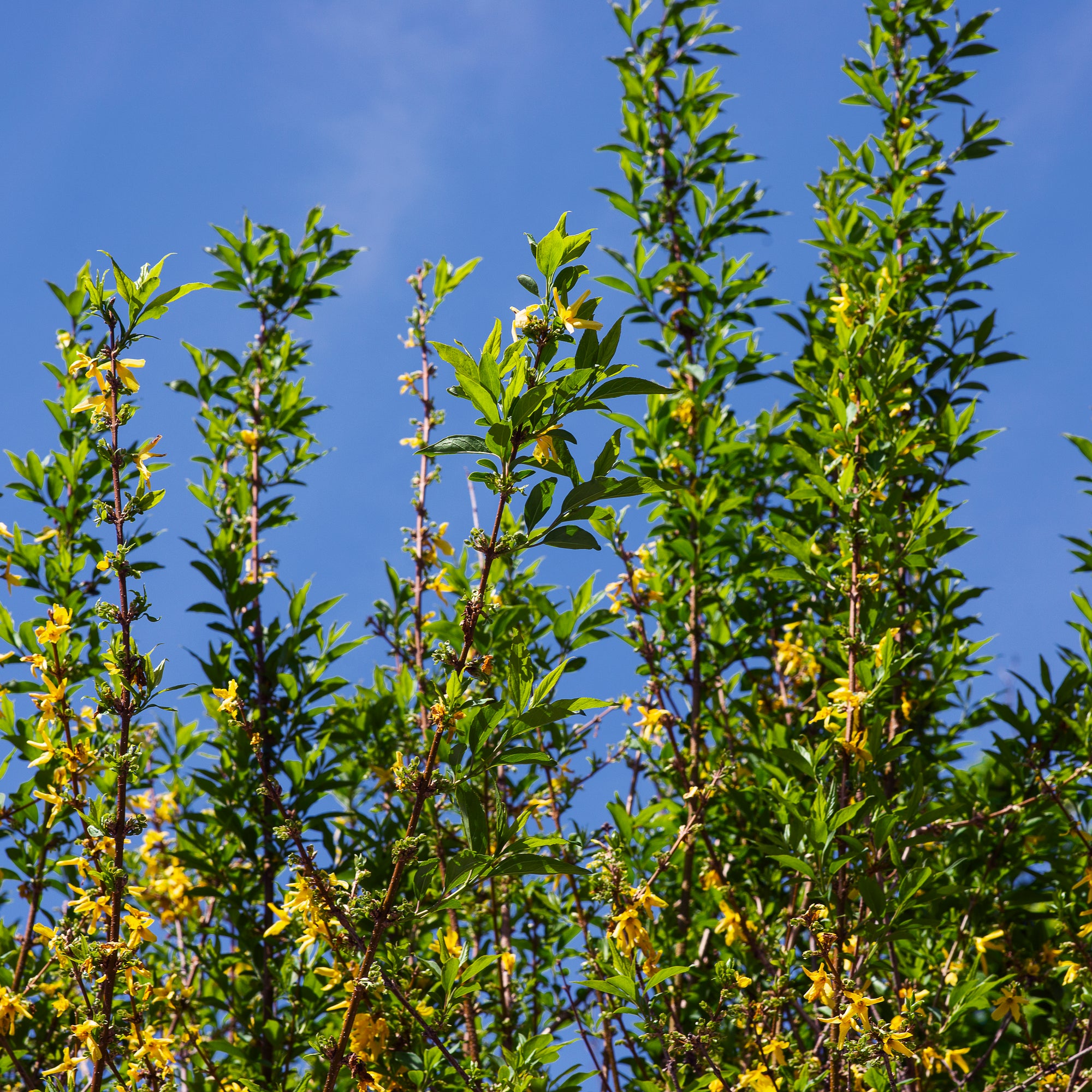 Spring foliage